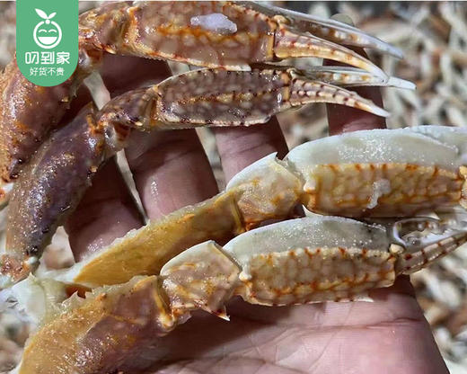 东山鲜剥蟹脚中肉/1盒（200g） 商品图2