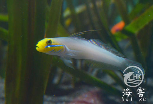 金头虾虎 商品图0