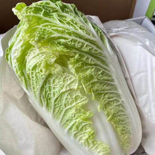 高山黄金白菜礼盒 好吃才是王道 自然农耕法 绿色食品 吃的放心 商品图6