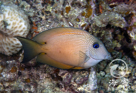 蓝眼食台吊 商品图5