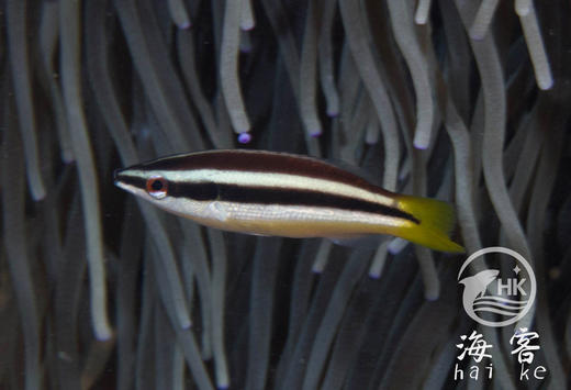 黄尾医生 商品图1