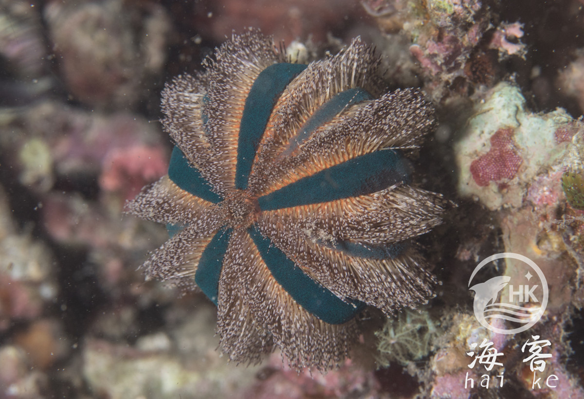 蓝礼服海胆.红毛