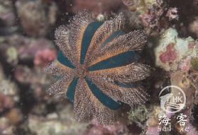 蓝礼服海胆.红毛