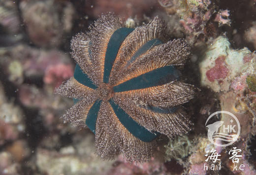 蓝礼服海胆.红毛 商品图0