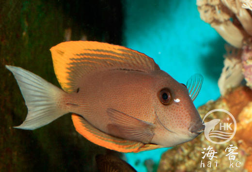 火箭吊 商品图3