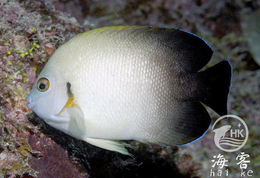 黑尾新娘 商品图2