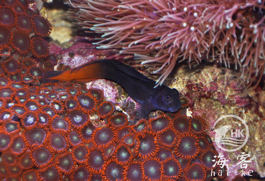 双色虾虎 商品图6