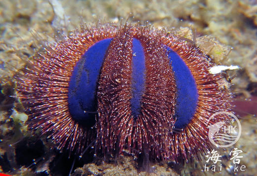 蓝礼服海胆.红毛 商品图4