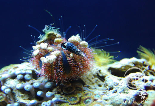 蓝礼服海胆.红毛 商品图2