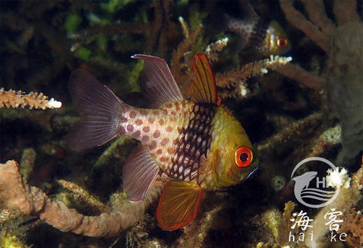 红眼玫瑰 商品图2