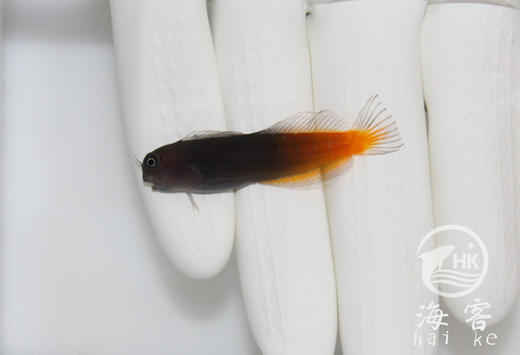 双色虾虎 商品图3