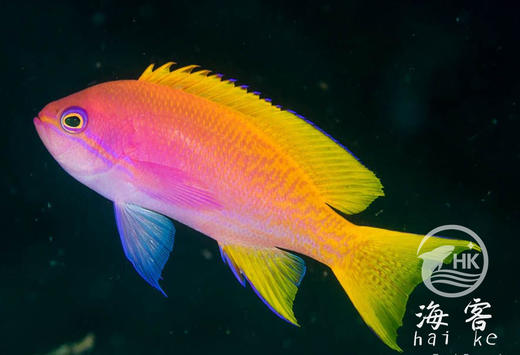 双斑宝石（母） 商品图3