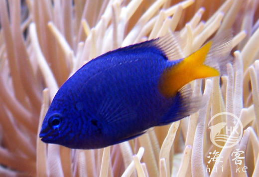 黄尾蓝么 商品图4