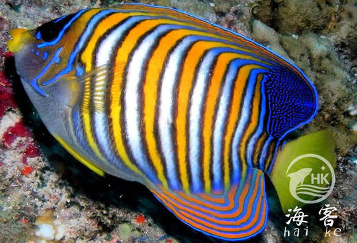 毛巾神仙 商品图1