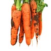 产地直供  带土胡萝卜  500g±50g   【BC】【DN】 商品缩略图0