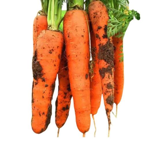 产地直供  带土胡萝卜  500g±50g   【BC】【DN】 商品图0