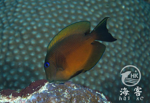 蓝眼食台吊 商品图3