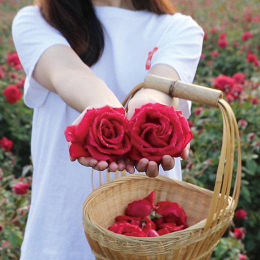 云南高山-墨红玫瑰花茶  25g/瓶 FX-203-240118 商品图4