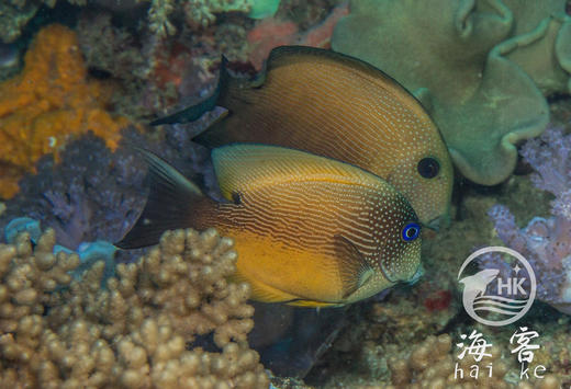 蓝眼食台吊 商品图1