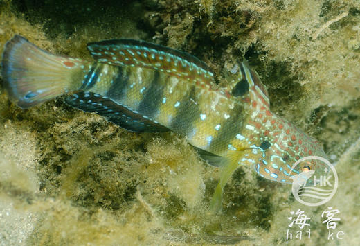 林哥虾虎 商品图4