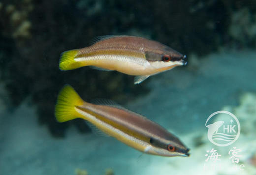 黄尾医生 商品图3