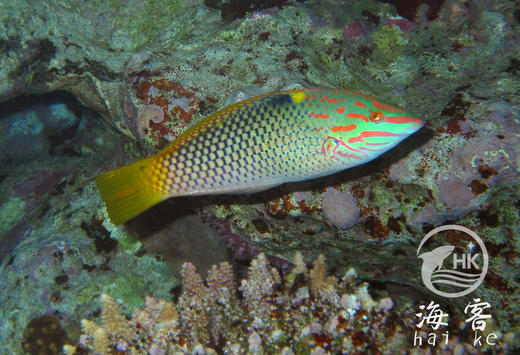 黄花龙 商品图1