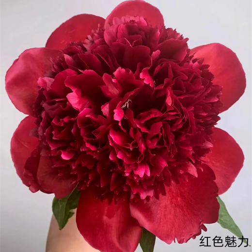 新西兰进口品种红色魅力芍药花 商品图6
