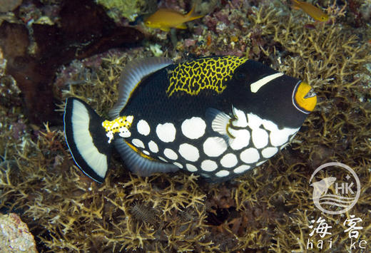 小丑炮弹 商品图4