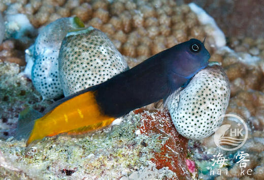 双色虾虎 商品图2