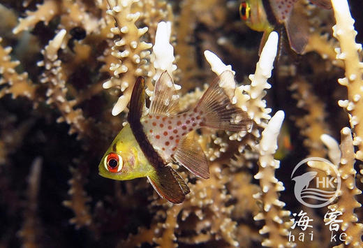 红眼玫瑰 商品图3