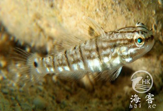 林哥虾虎 商品图0