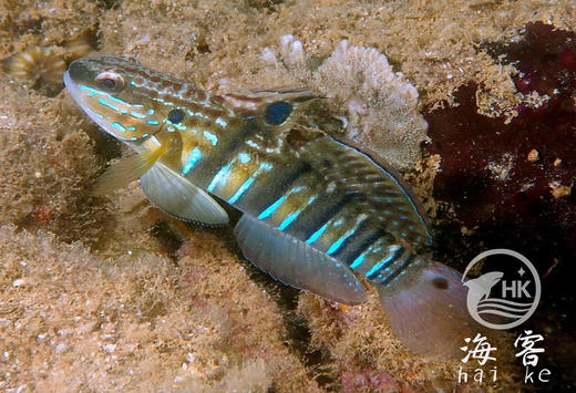 林哥虾虎 商品图2