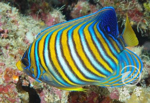 毛巾神仙 商品图3