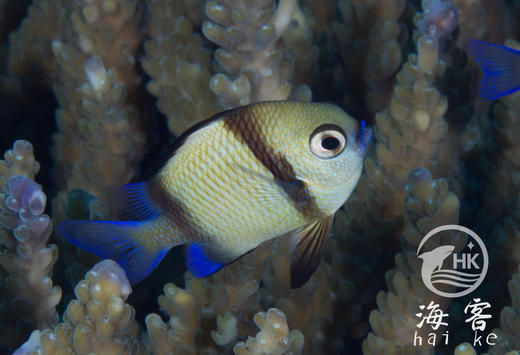 两间雀 商品图1