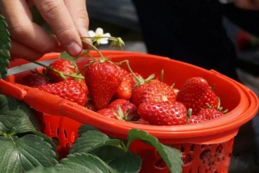 草莓园现摘草莓（自摘不配送）  【BC】【DN】 商品图2