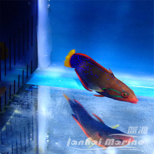 白点红龙（成鱼）彩龙 商品图8