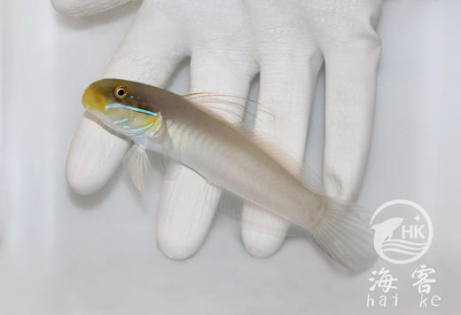 金头虾虎 商品图3