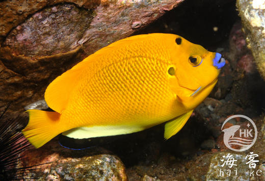 蓝嘴神仙 商品图3