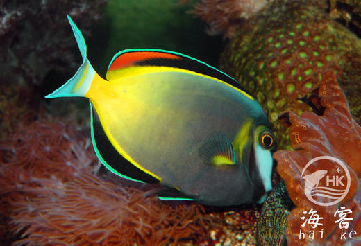 七彩吊 商品图1