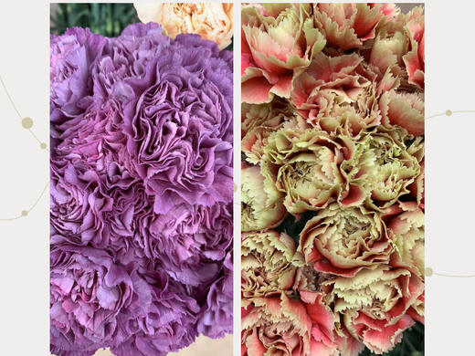 买一束送一束，菜头商城 聊寄一枝春，云南懒人插花之〔复古康乃馨〕A级 一束20枝装（16枝+4枝防损） 商品图4