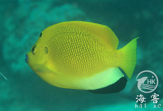 蓝嘴神仙 商品图2