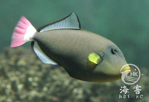 玻璃炮弹 商品图1