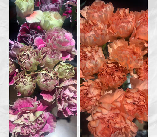 买一束送一束，菜头商城 聊寄一枝春，云南懒人插花之〔复古康乃馨〕A级 一束20枝装（16枝+4枝防损） 商品图5