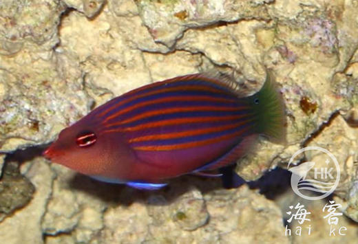 六线龙 商品图3