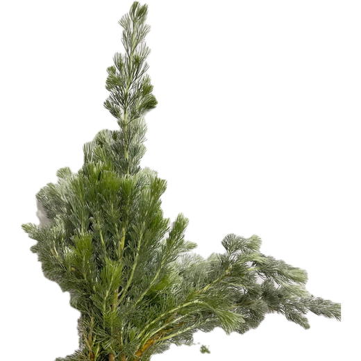 叶材 | 羊毛松 商品图2