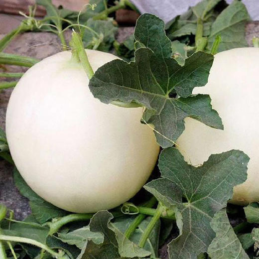 陕西阎良甜瓜、皮薄、肉厚、多汁、香甜 商品图5