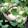 陕西阎良甜瓜、皮薄、肉厚、多汁、香甜 商品缩略图3