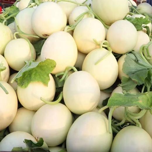 陕西阎良甜瓜、皮薄、肉厚、多汁、香甜 商品图1