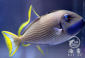 蓝面炮弹（公）