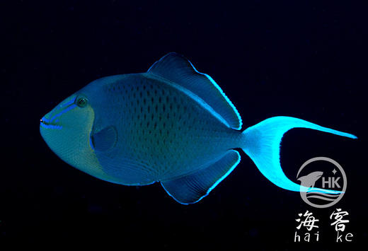 魔鬼炮弹 商品图0